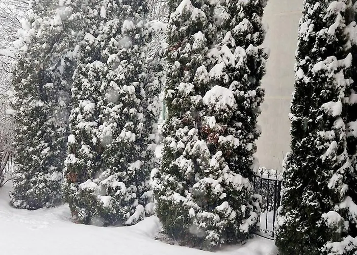 Pensiunea Sofie 3* 布拉索夫